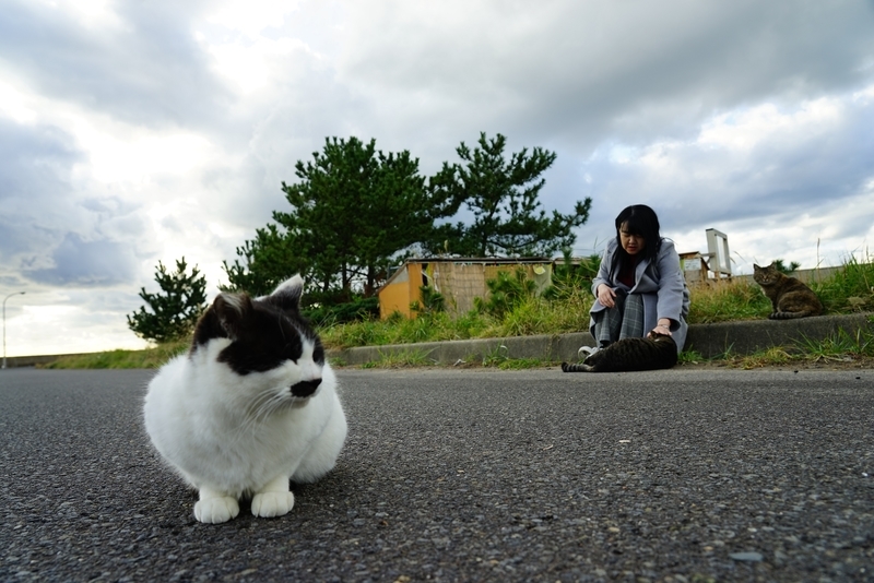 f:id:GSX-R1000:20191126195836j:plain