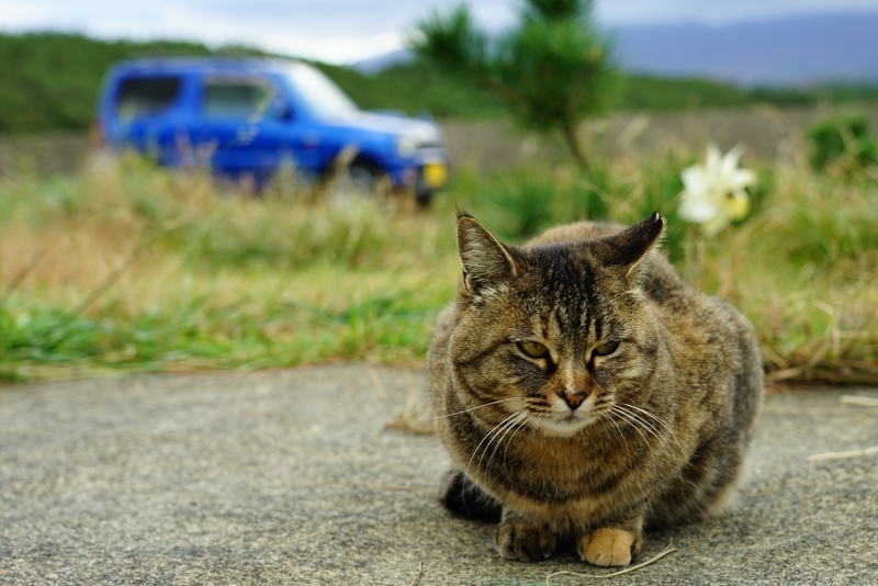 f:id:GSX-R1000:20191126195844j:plain