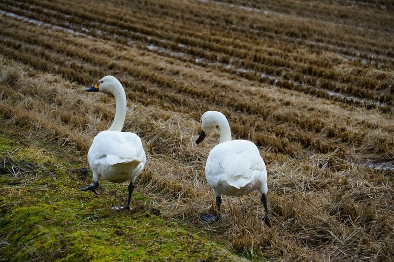 f:id:GSX-R1000:20200131112840j:plain