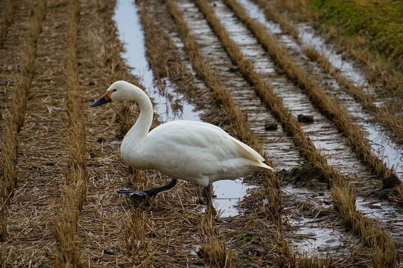 f:id:GSX-R1000:20200131112849j:plain