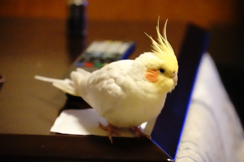 f:id:GSX-R1000:20200131113152j:plain