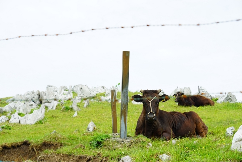 f:id:GSX-R1000:20200624213026j:plain