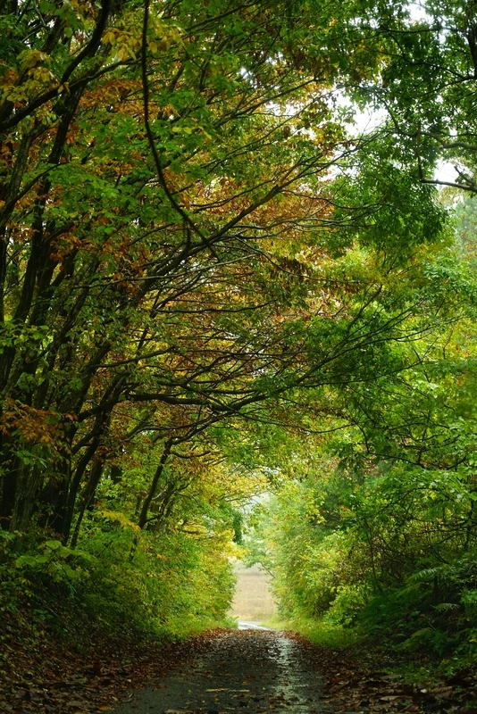 f:id:GSX-R1000:20201107215905j:plain