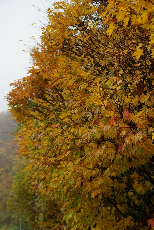 f:id:GSX-R1000:20201107220119j:plain