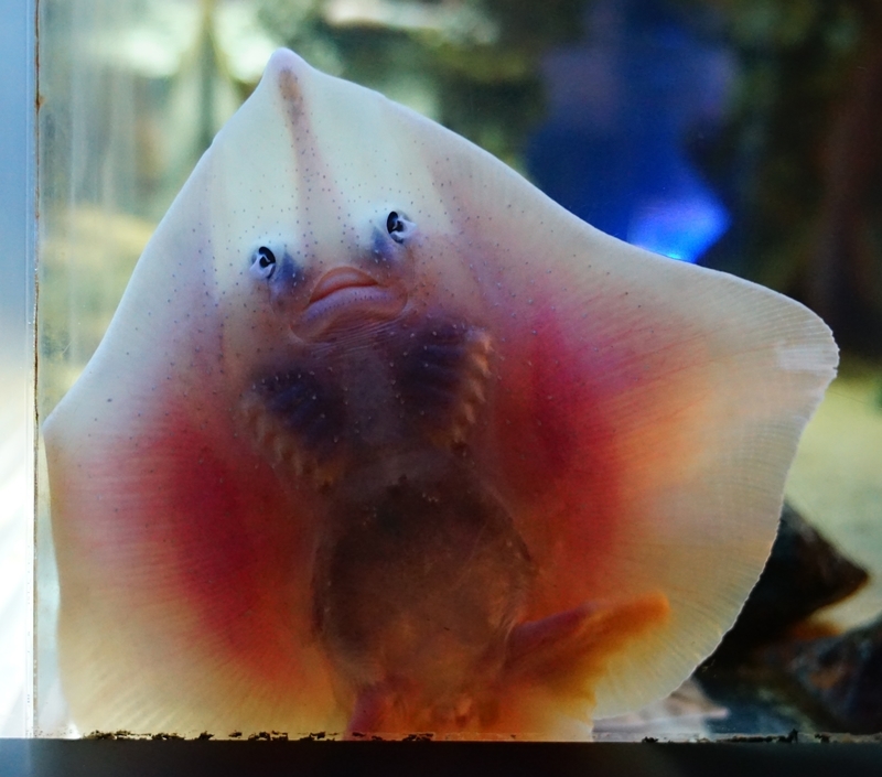 f:id:GSX-R1000:20201109204011j:plain f:id:GSX-R1000:20201109204011j:plain