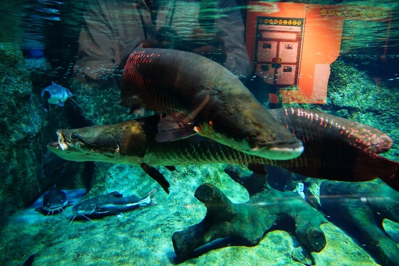 f:id:GSX-R1000:20201109204157j:plain f:id:GSX-R1000:20201109204157j:plain