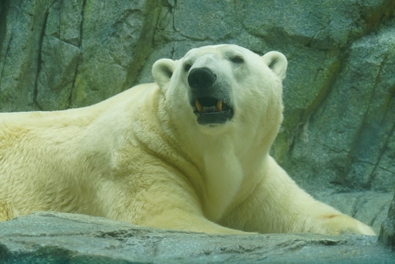 f:id:GSX-R1000:20201109204342j:plain f:id:GSX-R1000:20201109204342j:plain