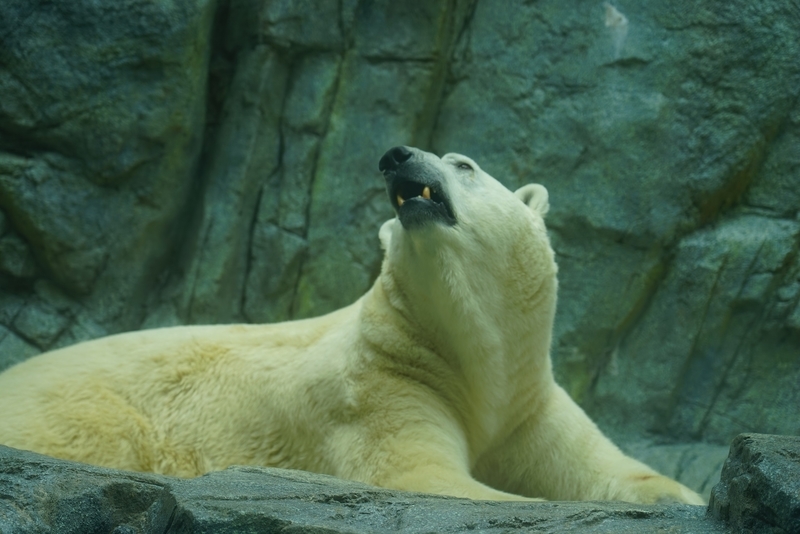 f:id:GSX-R1000:20201109204358j:plain f:id:GSX-R1000:20201109204358j:plain