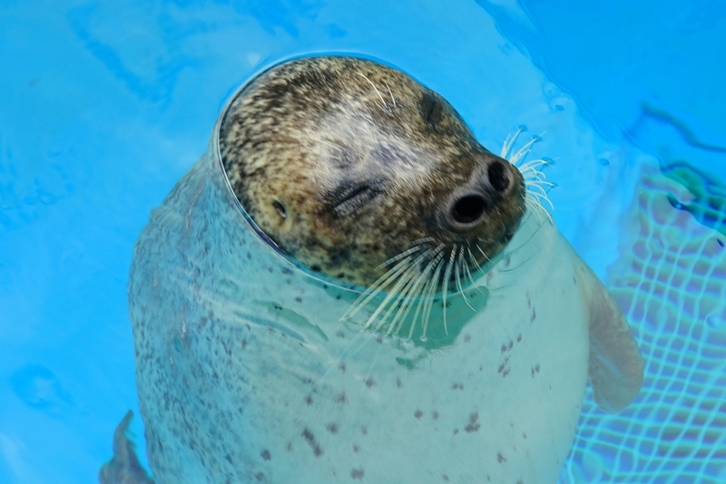 f:id:GSX-R1000:20201109204806j:plain f:id:GSX-R1000:20201109204806j:plain