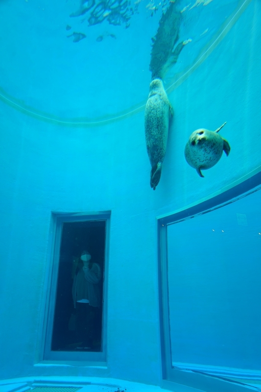 f:id:GSX-R1000:20201109204930j:plain f:id:GSX-R1000:20201109204930j:plain