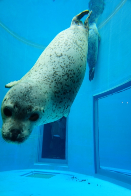 f:id:GSX-R1000:20201109204953j:plain f:id:GSX-R1000:20201109204953j:plain