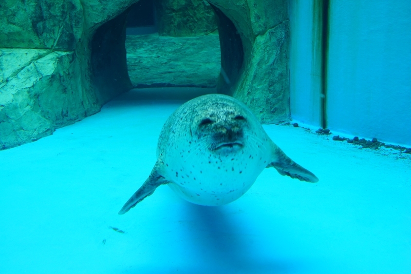 f:id:GSX-R1000:20201109205250j:plain f:id:GSX-R1000:20201109205250j:plain