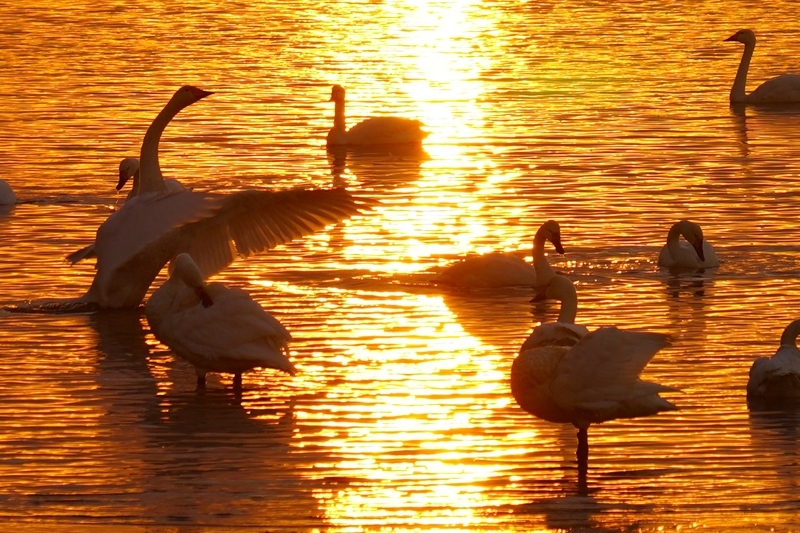 f:id:GSX-R1000:20201125205840j:plain