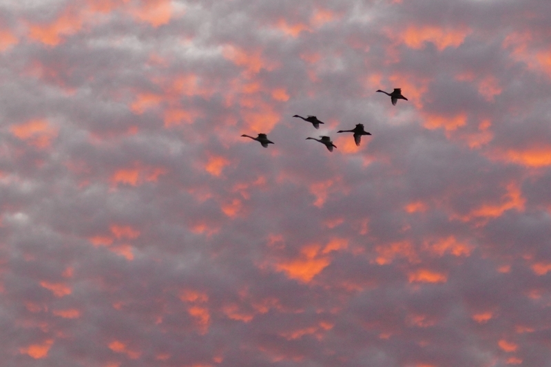 f:id:GSX-R1000:20201125205920j:plain