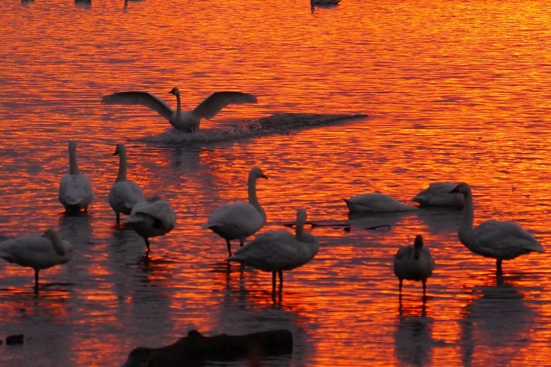 f:id:GSX-R1000:20201125210046j:plain