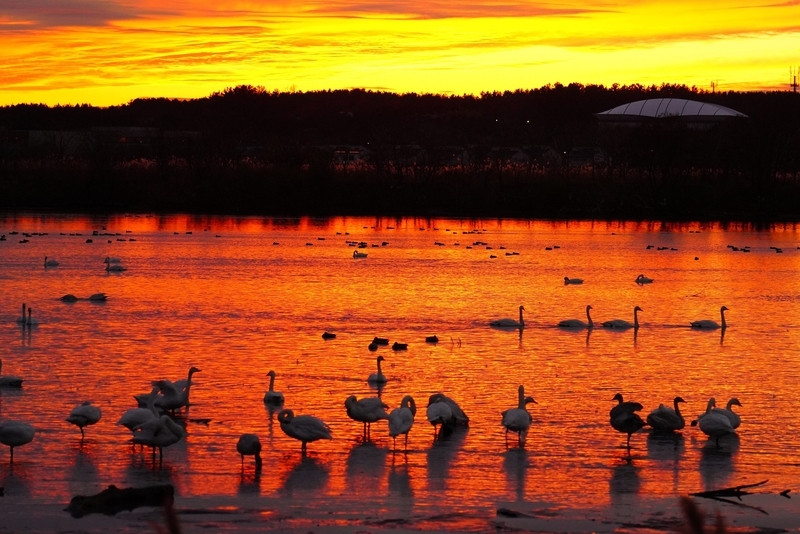 f:id:GSX-R1000:20201125210055j:plain