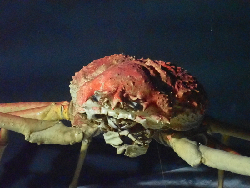 f:id:GSX-R1000:20201211193344j:plain