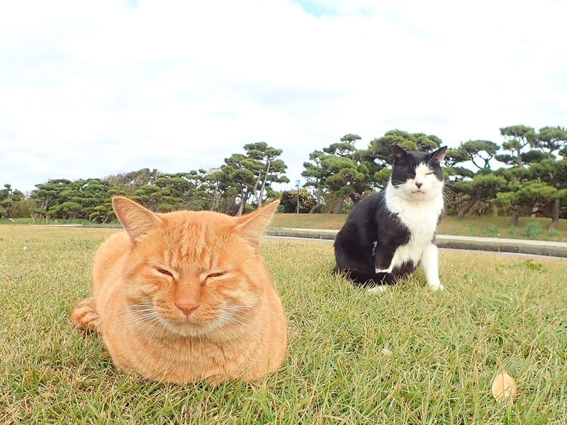 f:id:GSX-R1000:20201211193642j:plain