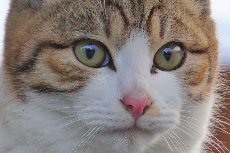 f:id:GSX-R1000:20201228205229j:plain