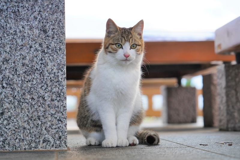 f:id:GSX-R1000:20201228205237j:plain