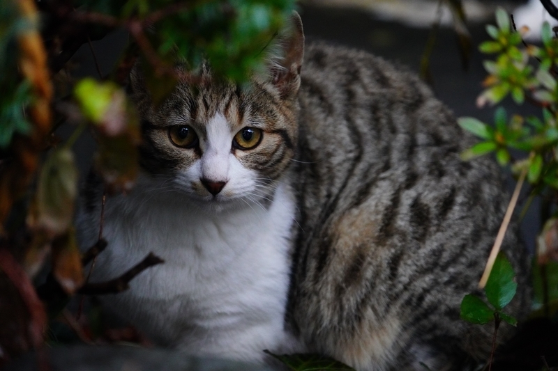 f:id:GSX-R1000:20201228205516j:plain