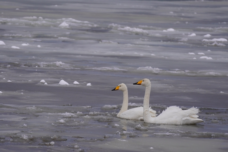 f:id:GSX-R1000:20210110212231j:plain