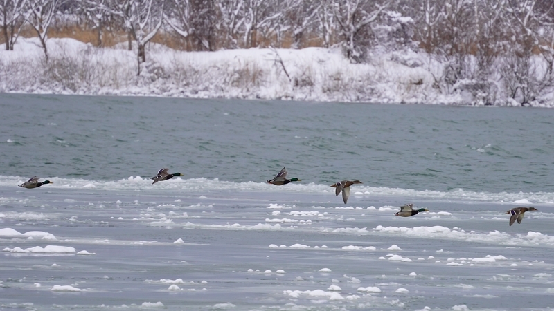 f:id:GSX-R1000:20210110212402j:plain