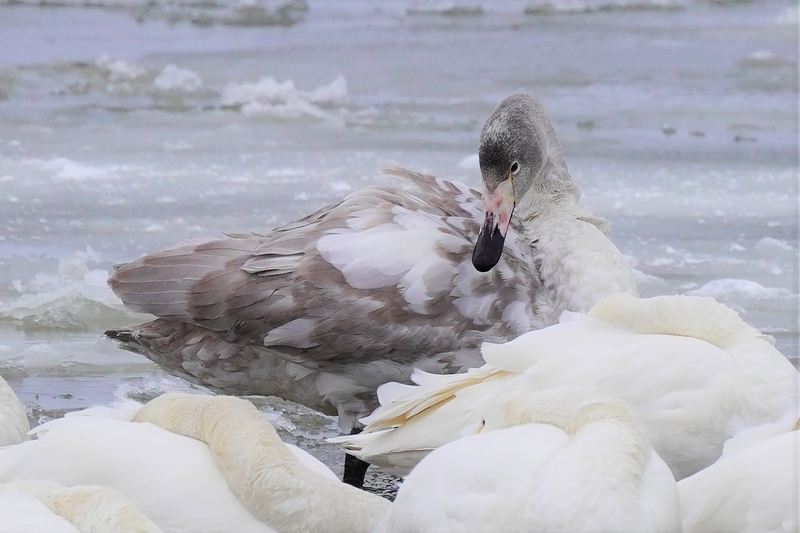 f:id:GSX-R1000:20210110212655j:plain