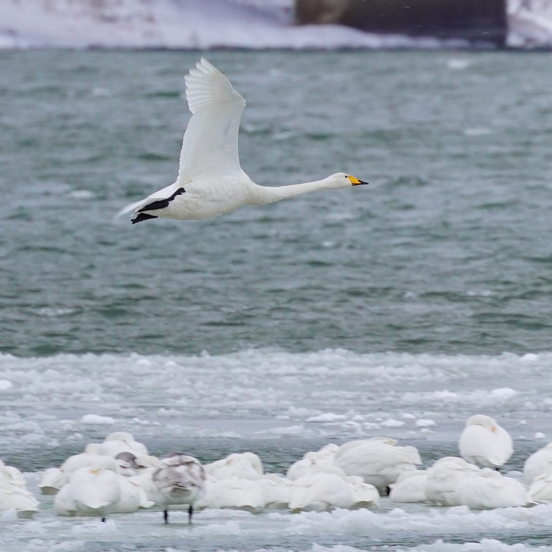 f:id:GSX-R1000:20210110212732j:plain