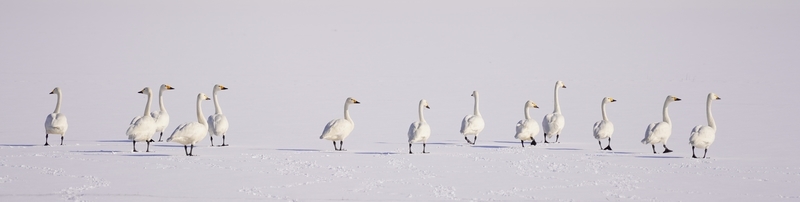 f:id:GSX-R1000:20210125194726j:plain