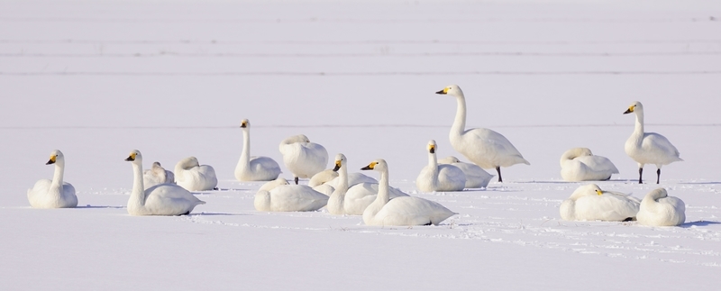 f:id:GSX-R1000:20210125194920j:plain