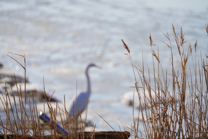 f:id:GSX-R1000:20210125194954j:plain