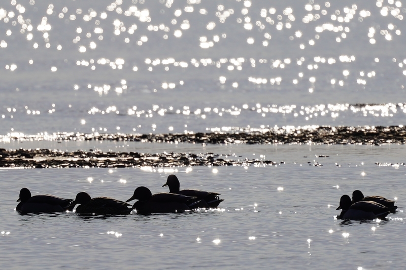 f:id:GSX-R1000:20210125195200j:plain