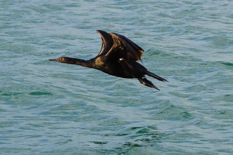 f:id:GSX-R1000:20210125195528j:plain