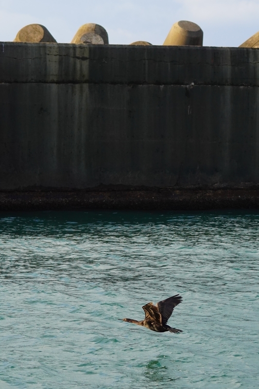 f:id:GSX-R1000:20210125195554j:plain