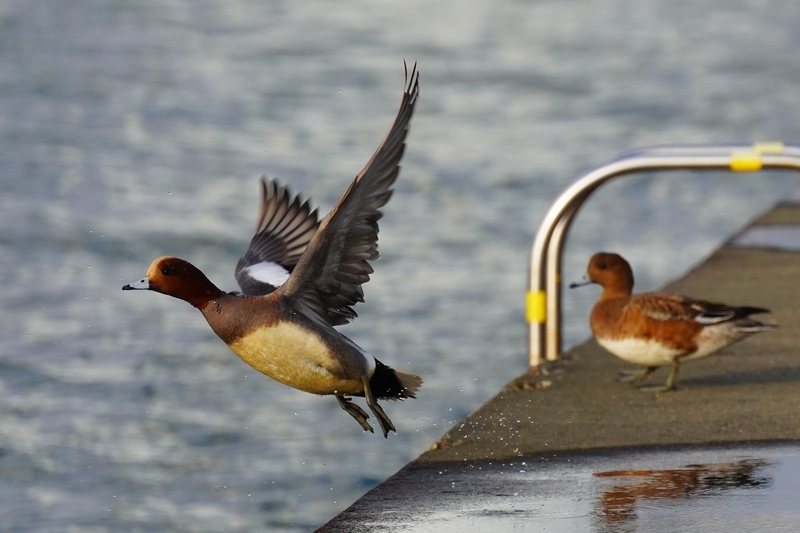 f:id:GSX-R1000:20210125195627j:plain