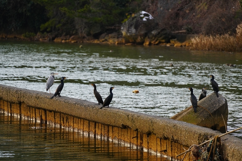 f:id:GSX-R1000:20210125195720j:plain