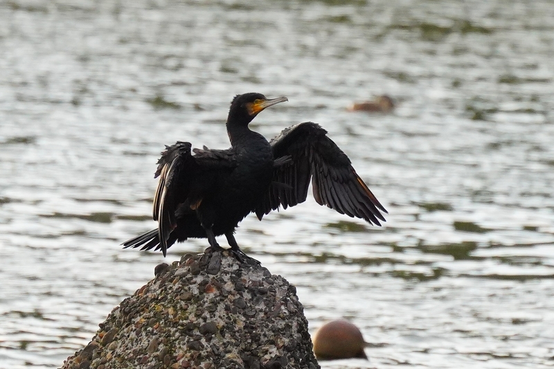 f:id:GSX-R1000:20210125195824j:plain