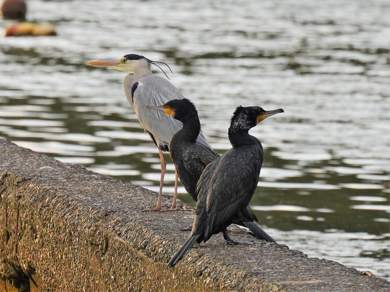 f:id:GSX-R1000:20210125195840j:plain