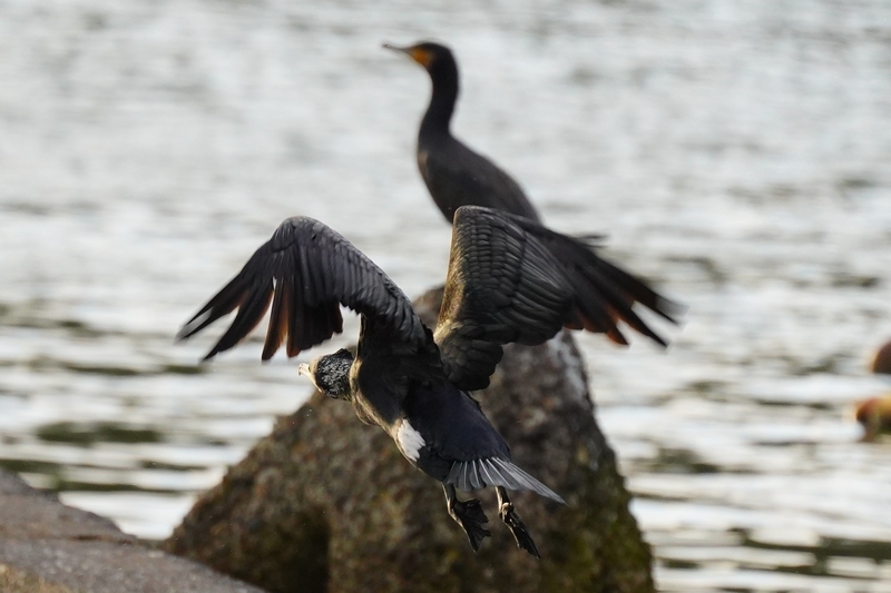 f:id:GSX-R1000:20210125195923j:plain