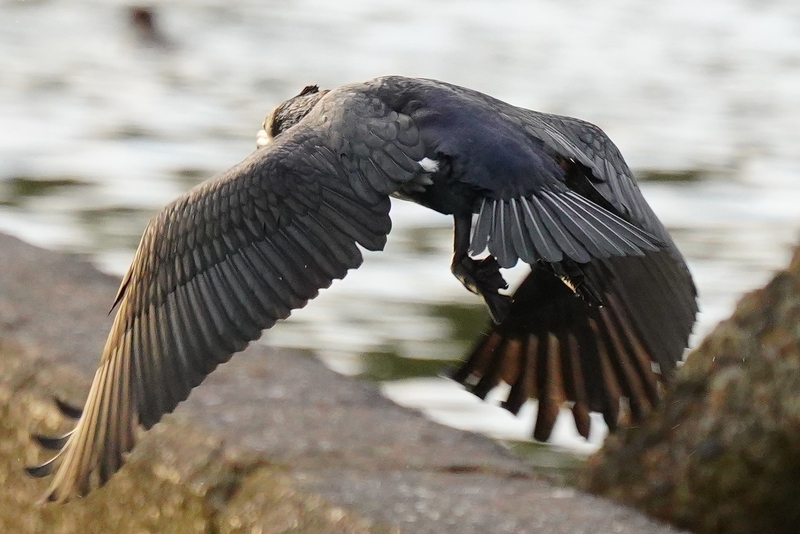 f:id:GSX-R1000:20210125195931j:plain