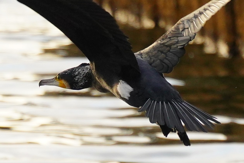 f:id:GSX-R1000:20210125195953j:plain