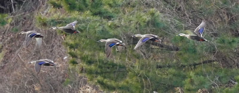 f:id:GSX-R1000:20210125200135j:plain