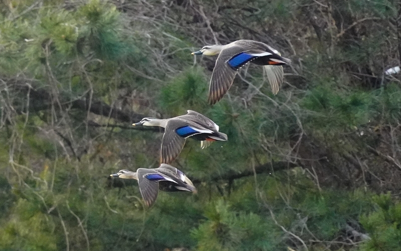 f:id:GSX-R1000:20210125200144j:plain