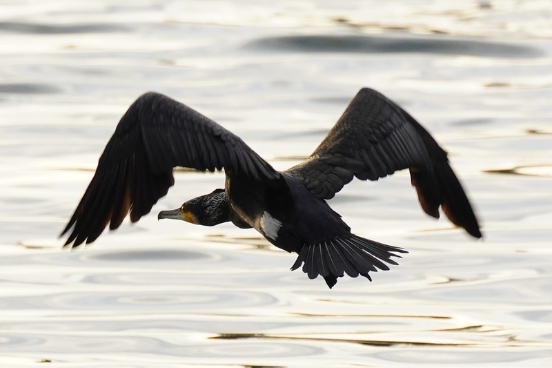 f:id:GSX-R1000:20210125200658j:plain