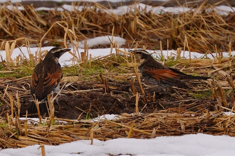 f:id:GSX-R1000:20210211113931j:plain