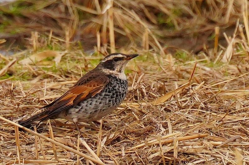 f:id:GSX-R1000:20210211113936j:plain