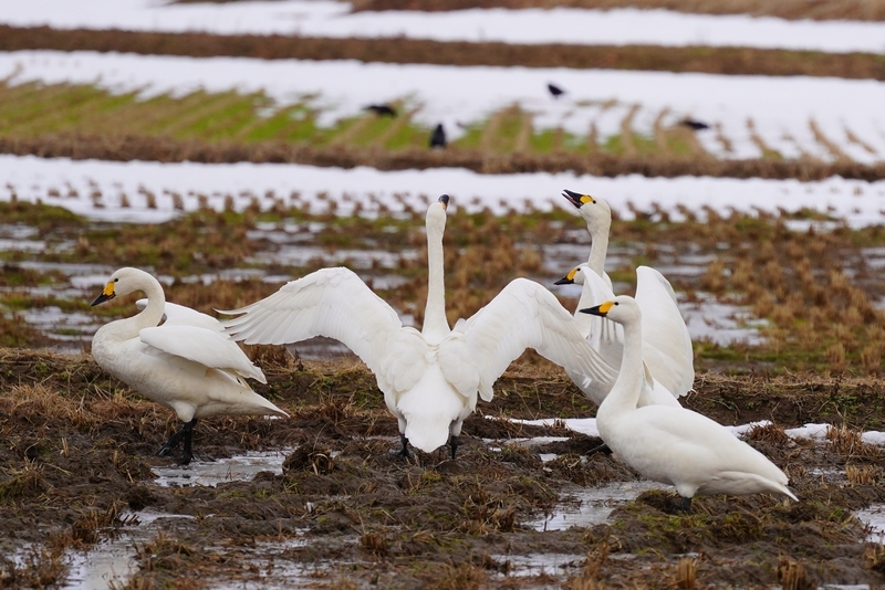 f:id:GSX-R1000:20210211114134j:plain