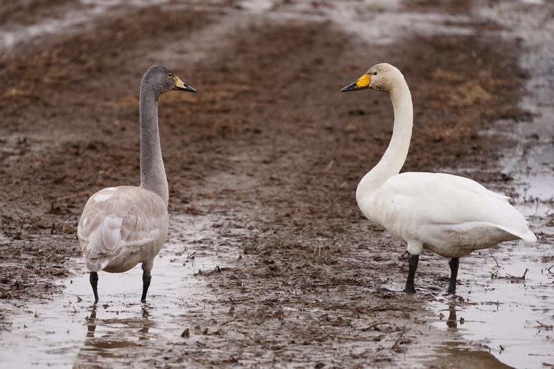 f:id:GSX-R1000:20210211114147j:plain