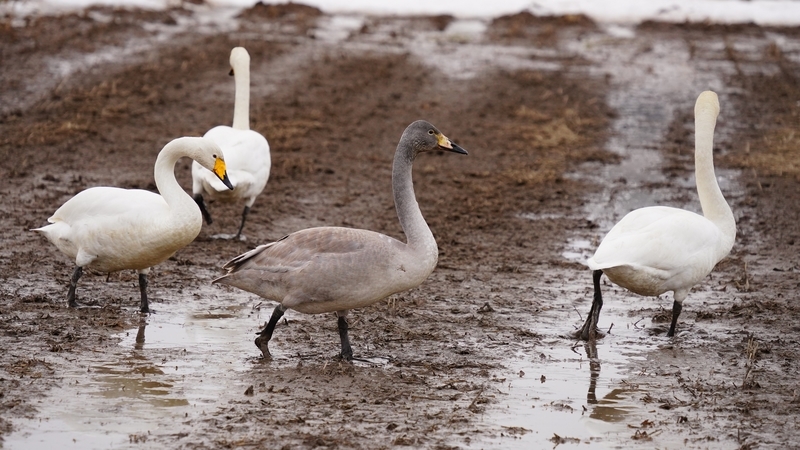 f:id:GSX-R1000:20210211114156j:plain